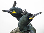 BB 15 0662 / Phalacrocorax aristotelis / Toppskarv